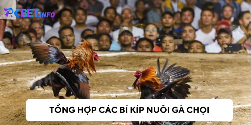 Kinh nghiệm nuôi gà chọi