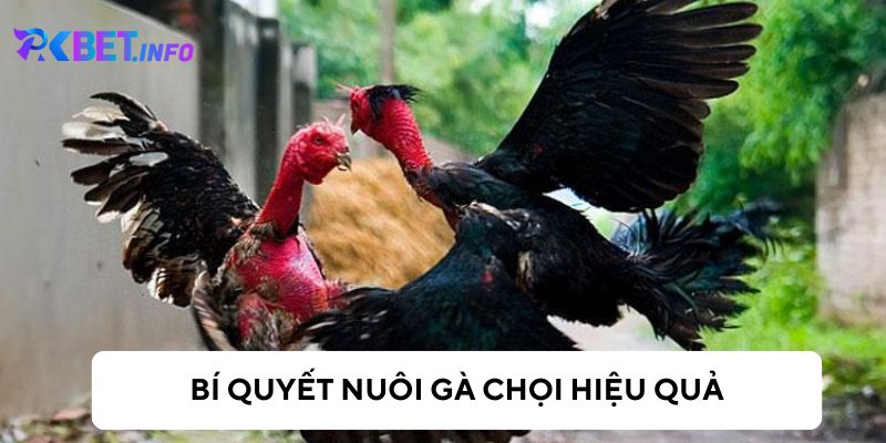 Bí quyết nuôi gà chọi hiệu quả, khoẻ mạnh, săn chắc