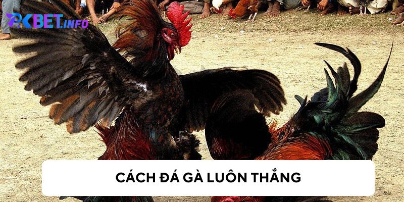 Tổng quan về đá gà