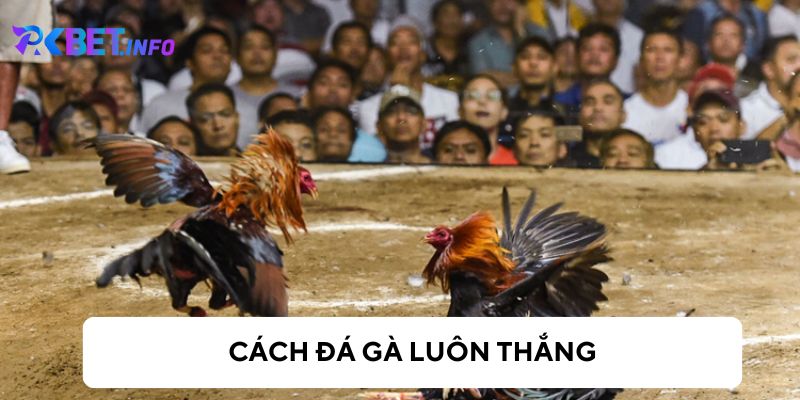 Lựa chọn gà có thứ hạng cao để cược