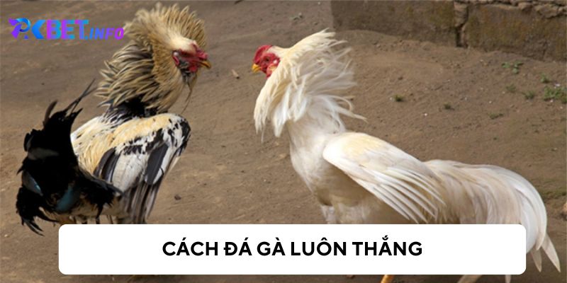 Các loại cược phổ biến trong đá gà