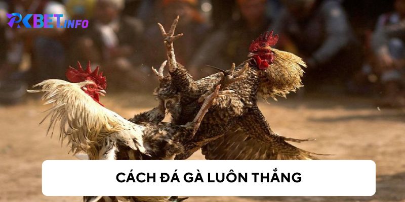 Cách đá gà luôn thắng dành cho tân binh mới nhất