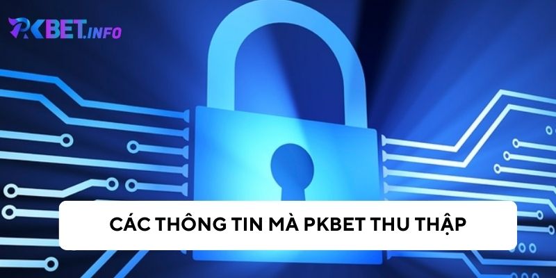 Pkbet thu nhập thông tin của người dùng