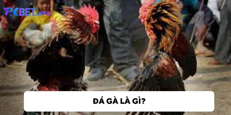 Tìm hiểu về đá gà