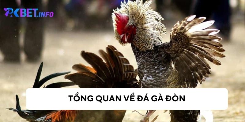 Tìm hiểu về đá gà đòn