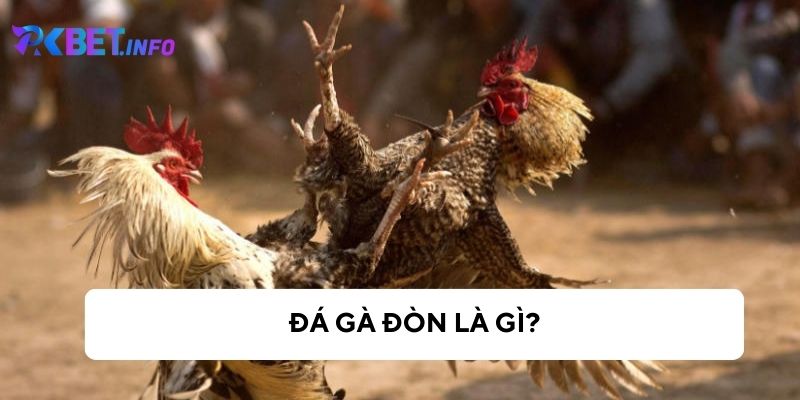 Đá gà đòn là gì? Tìm hiểu về các loại gà đòn và cách phân biệt