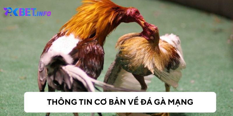 Tìm hiểu về đá gà mạng