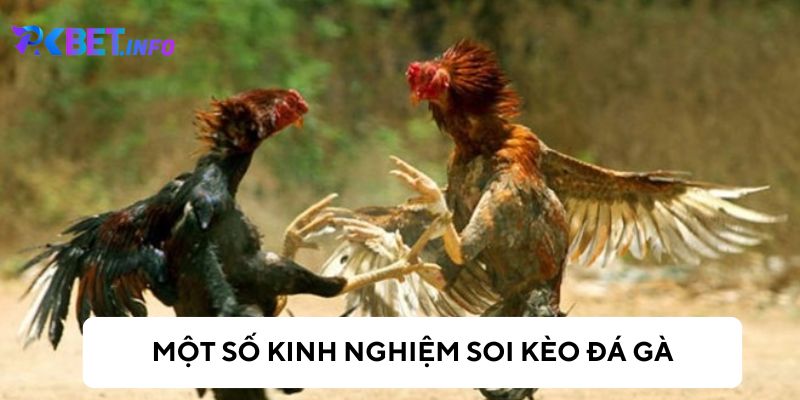 Cách soi kèo gà đá hiệu quả