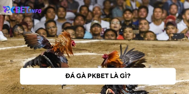 Tìm hiểu đá gà Pkbet