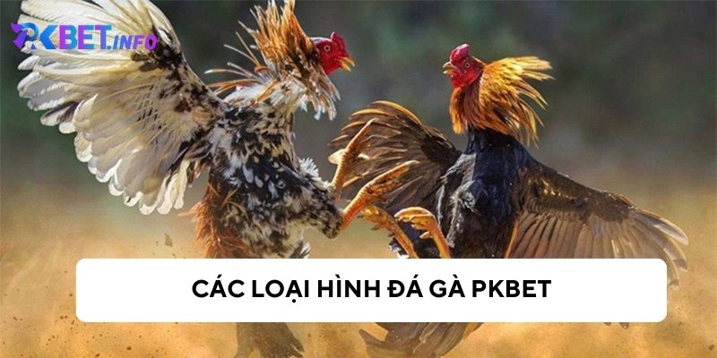 Các hình thức đá gà tại Pkbet