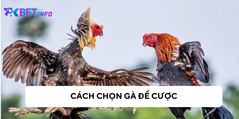 Cách chọn gà chiến