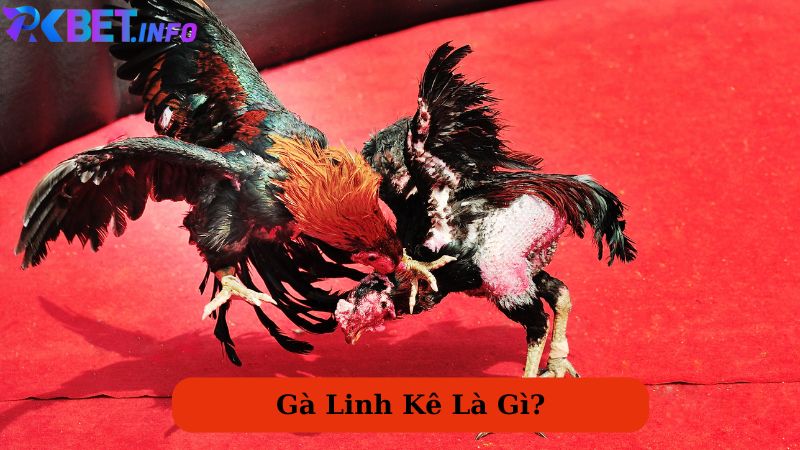 Giới thiệu gà linh kê