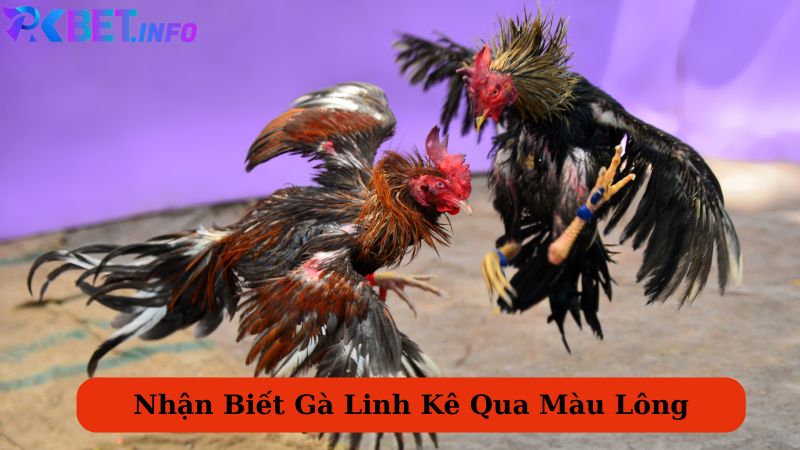 Nhận biết qua màu lông