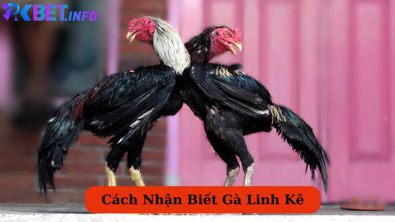 Cách Nhận Biết Gà Linh Kê Chuẩn Nhất Giúp Bạn Tìm Ra Gà Quý