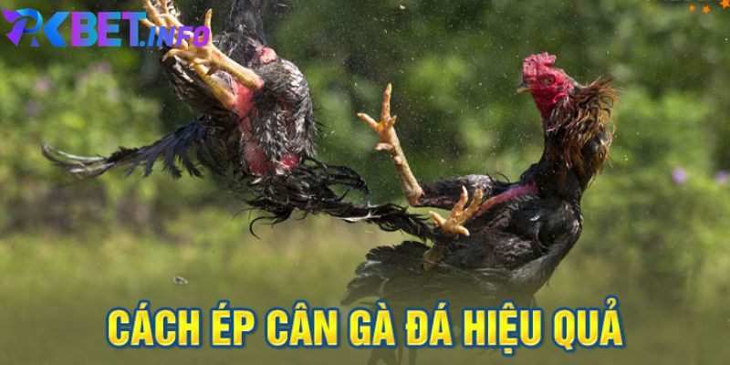 Tại Sao Gà Cần Giảm Cân? Hướng Dẫn Cách Ép Cân Gà Đá Hiệu Quả